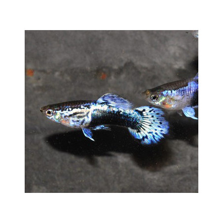 Poecilia reticulata mâle (Guppy mâle) Blue Ice Leopard 3 cm