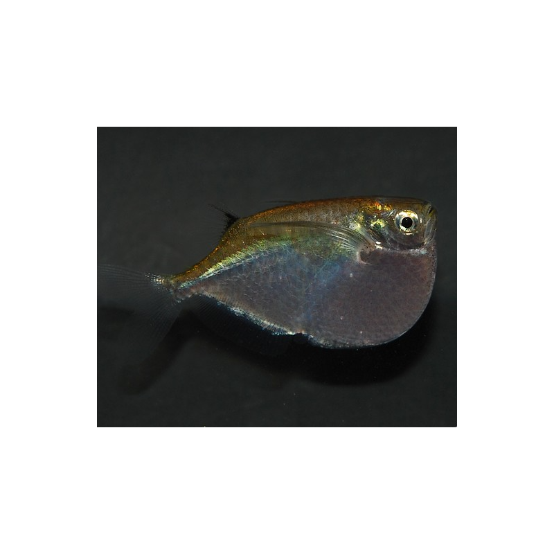Thoracocharax stellatus (poisson hachette argenté) 3 cm (s)