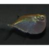 Thoracocharax stellatus (poisson hachette argenté) 3 cm (s)
