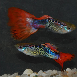 Poecilia reticulata mâle (Guppy mâle) cobra rouge métallique 3 cm