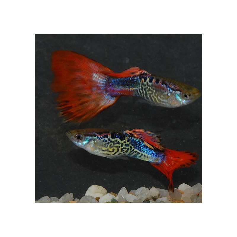 Poecilia reticulata mâle (Guppy mâle) cobra rouge métallique 3 cm