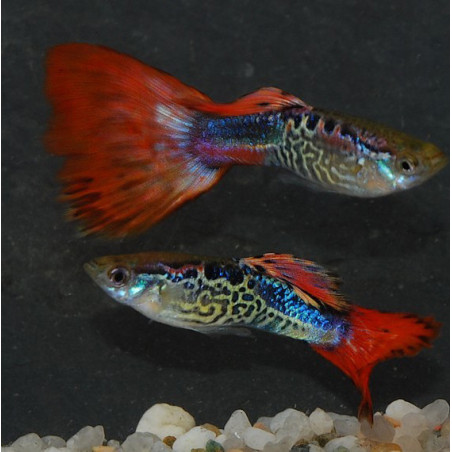 Poecilia reticulata mâle (Guppy mâle) cobra rouge métallique 3 cm