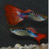 Poecilia reticulata mâle (Guppy mâle) cobra rouge métallique 3 cm