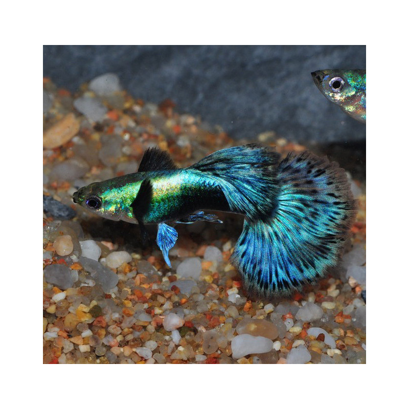Poecilia reticulata mâle (Guppy mâle) Dumbo Blue Dragon 2,5 cm