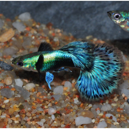 Poecilia reticulata mâle (Guppy mâle) Dumbo Blue Dragon 2,5 cm