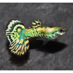 Poecilia reticulata mâle (Guppy mâle) yellow tiger 2,5 cm
