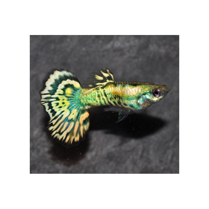 Poecilia reticulata mâle (Guppy mâle) yellow tiger 2,5 cm