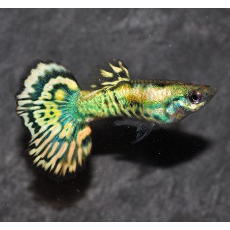 Poecilia reticulata mâle (Guppy mâle) yellow tiger 2,5 cm