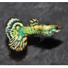 Poecilia reticulata mâle (Guppy mâle) yellow tiger 2,5 cm