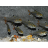 Pristella maxillaris (riddlei) 2,5 cm
