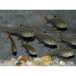 Pristella maxillaris (riddlei) 2 cm