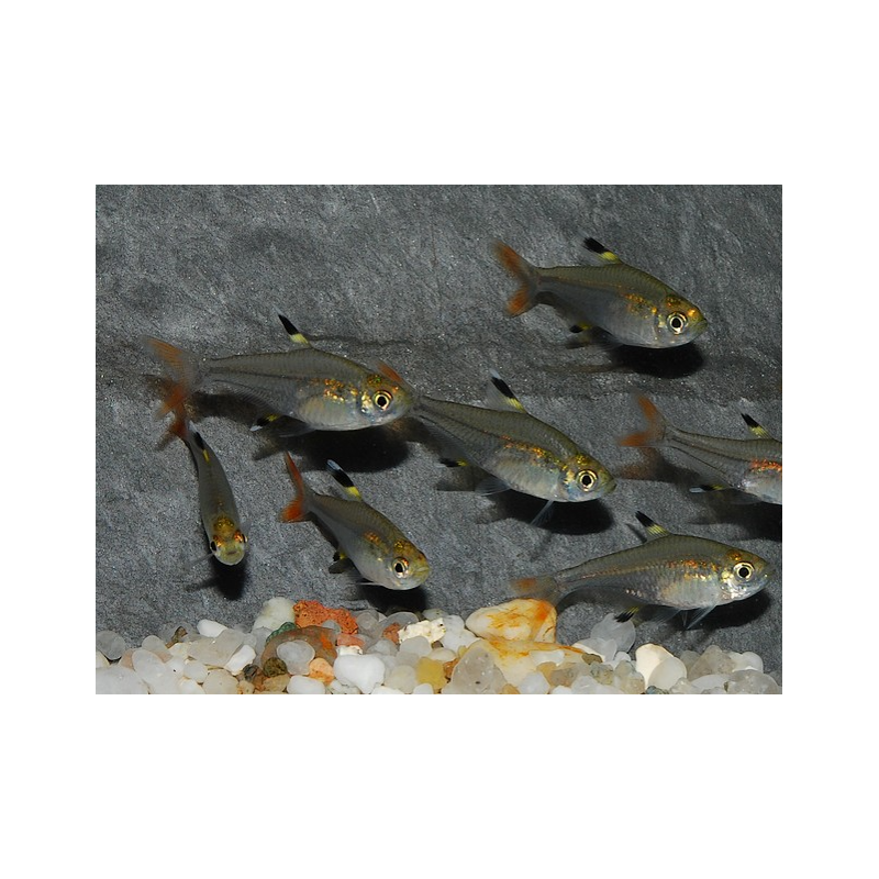 Pristella maxillaris (riddlei) 2 cm