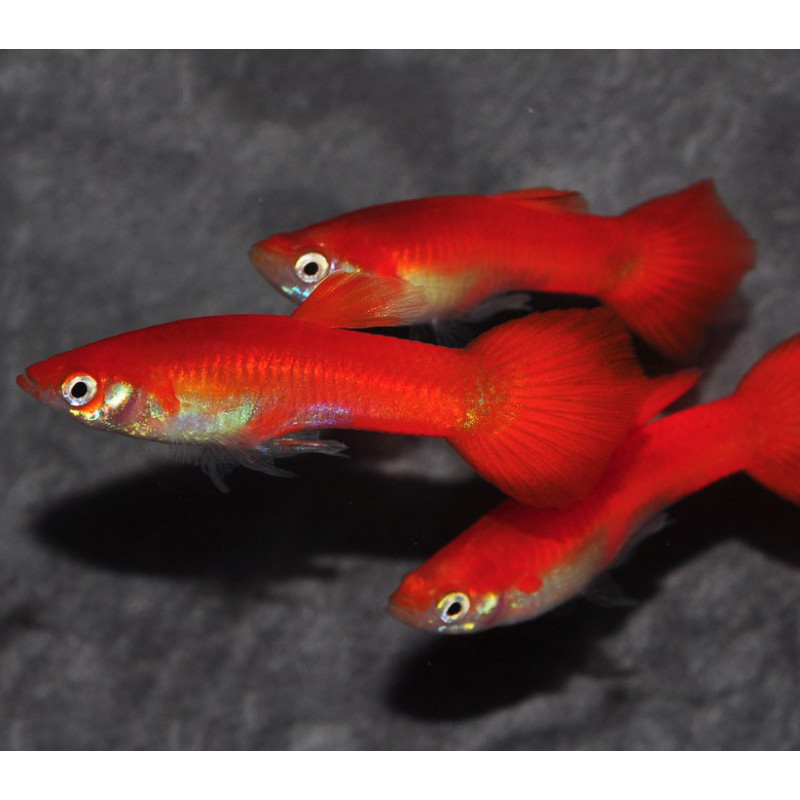 Poecilia reticulata femelle (Guppy femelle) full red 3,5 cm