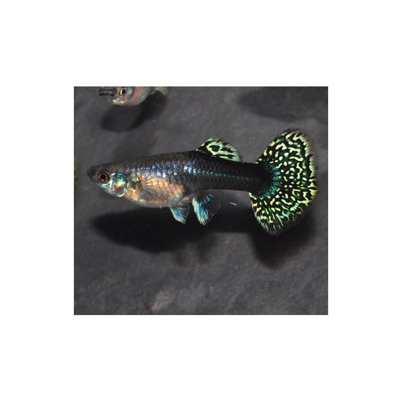Poecilia reticulata femelle (Guppy femelle) dragon 3 cm