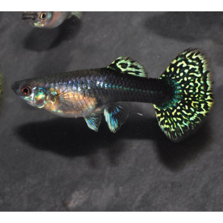 Poecilia reticulata femelle (Guppy femelle) dragon 3 cm