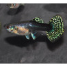 Poecilia reticulata femelle (Guppy femelle) dragon 3 cm