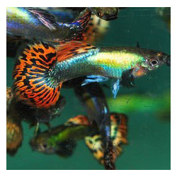 Poecilia reticulata femelle (Guppy femelle) red dragon 3 cm