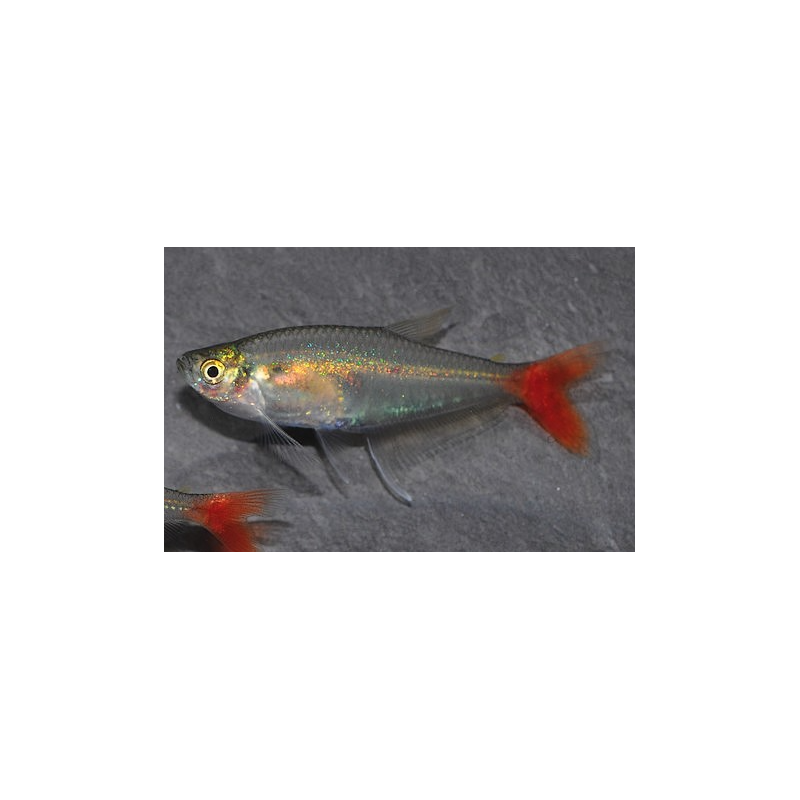 Prionobrama filigera 2,5 cm