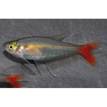 Prionobrama filigera 2,5 cm