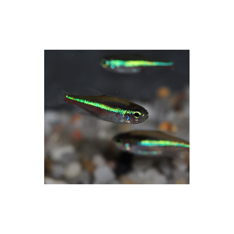 Paracheirodon simulans (faux néon) 1,5 cm (s)