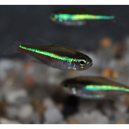 Paracheirodon simulans (faux néon) 1,5 cm (s)