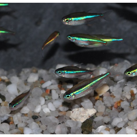 Paracheirodon simulans (faux néon) 1 cm (s)