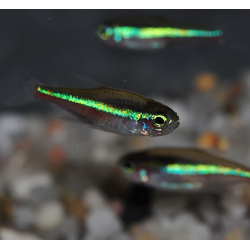 Paracheirodon simulans (faux néon) 1 cm (s)