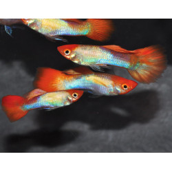 Poecilia reticulata femelle (Guppy femelle) kohaku 3 cm