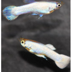 Poecilia reticulata femelle (Guppy femelle) Platinium 2,5 cm