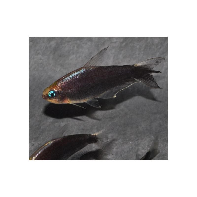 Nematobrycon palmeri (Tétra empereur) noir 3 cm