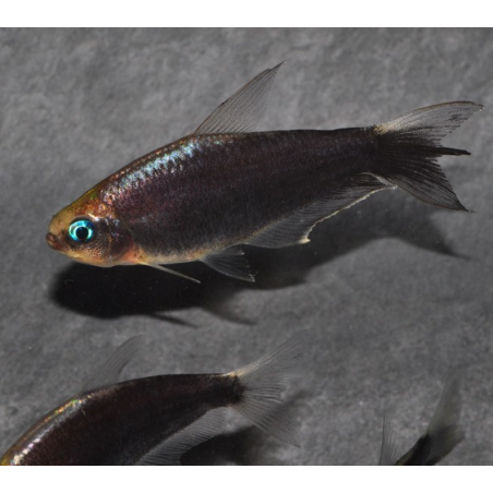 Nematobrycon palmeri (Tétra empereur) noir 3 cm