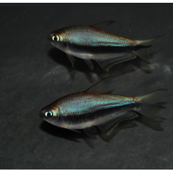 Nematobrycon palmeri (Tétra empereur) 3 cm