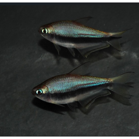 Nematobrycon palmeri (Tétra empereur) 2 cm