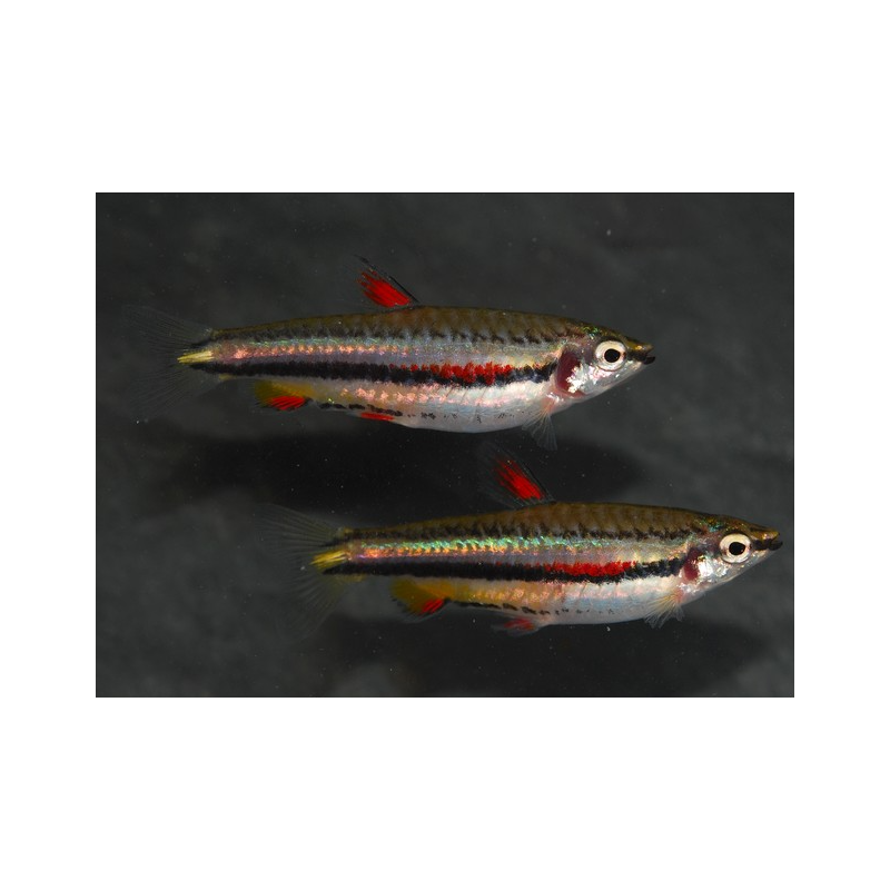 Nannostomus marginatus 2 cm Nannostomus marginatus 2 cm