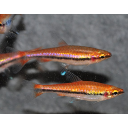 Nannostomus beckfordi Rouge (Nannostomus anomalus) 3,5 cm