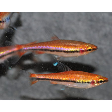 Nannostomus beckfordi Rouge (Nannostomus anomalus) 3,5 cm