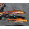 Nannostomus beckfordi Rouge (Nannostomus anomalus) 3,5 cm