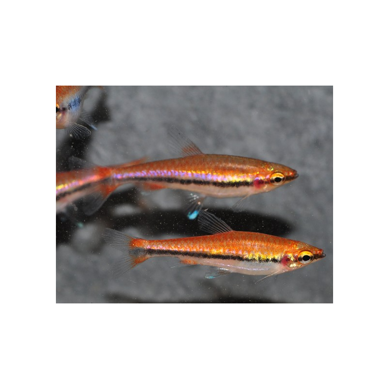 Nannostomus beckfordi Rouge (Nannostomus anomalus) 2,5 cm
