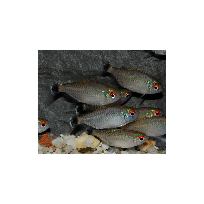 Moenkhausia sanctaefilomenae 4-4,5 cm