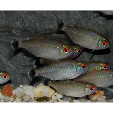 Moenkhausia sanctaefilomenae 4-4,5 cm