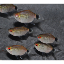 Moenkhausia sanctaefilomenae 4-4,5 cm