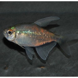 Moenkhausia pittieri 2,5 cm