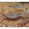 Moenkhausia costae 4-4,5 cm