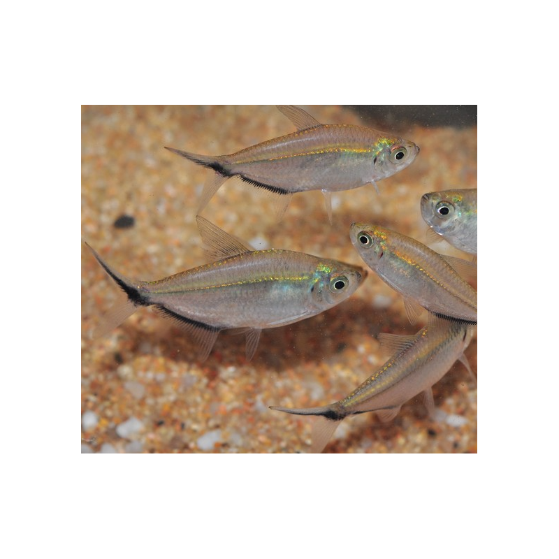 Moenkhausia costae 2,5 cm Moenkhausia costae 2,5 cm