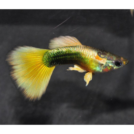 Poecilia reticulata femelle (Guppy femelle) tuxedo jaune 3 cm