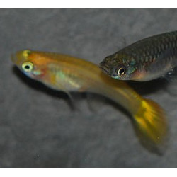 Poecilia reticulata femelle (Guppy femelle) blond assorties 3,5 cm