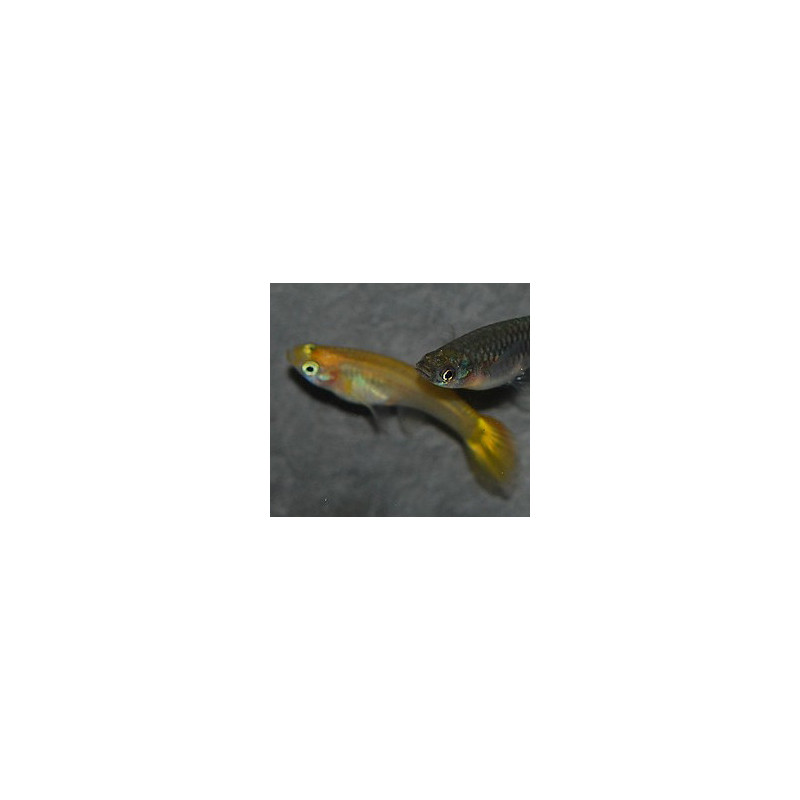 Poecilia reticulata femelle (Guppy femelle) blond assorties 3,5 cm