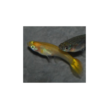 Poecilia reticulata femelle (Guppy femelle) blond assorties 3,5 cm