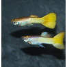 Poecilia reticulata femelle (Guppy femelle) micarif 3 cm