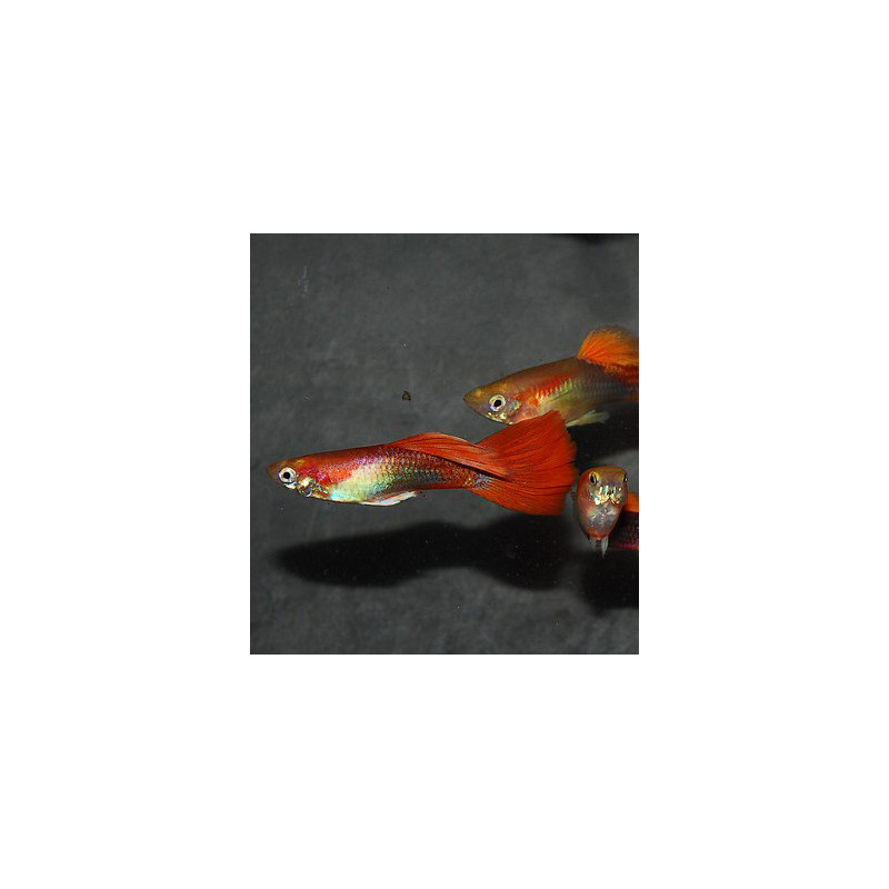 Poecilia reticulata femelle (Guppy femelle) blond rouge tuxedo 3,5 cm